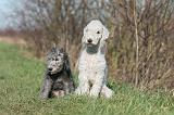 BEDLINGTON TERRIER 207